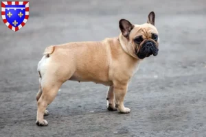 Mehr über den Artikel erfahren Französische Bulldogge Züchter und Welpen in Centre-Val de Loire