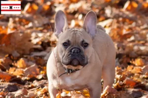 Mehr über den Artikel erfahren Französische Bulldogge Züchter und Welpen in Drenthe