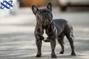 Mehr über den Artikel erfahren Französische Bulldogge Züchter und Welpen in Friesland