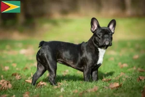 Mehr über den Artikel erfahren Französische Bulldogge Züchter und Welpen in Guyana