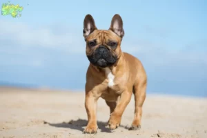 Mehr über den Artikel erfahren Französische Bulldogge Züchter und Welpen in Midtjylland