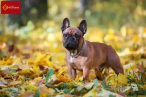 Mehr über den Artikel erfahren Französische Bulldogge Züchter und Welpen in Okzitanien