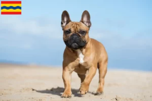 Mehr über den Artikel erfahren Französische Bulldogge Züchter und Welpen in Overijssel