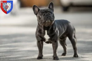 Mehr über den Artikel erfahren Französische Bulldogge Züchter und Welpen in Pays de la Loire