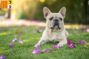 Mehr über den Artikel erfahren Französische Bulldogge Züchter und Welpen in der Provence-Alpes-Côte d’Azur