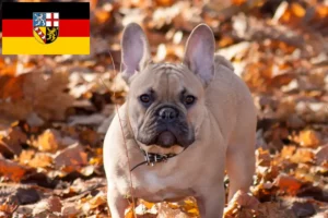 Mehr über den Artikel erfahren Französische Bulldogge Züchter und Welpen im Saarland