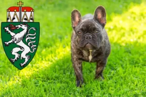 Mehr über den Artikel erfahren Französische Bulldogge Züchter und Welpen in der Steiermark