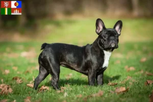 Mehr über den Artikel erfahren Französische Bulldogge Züchter und Welpen in Südböhmen