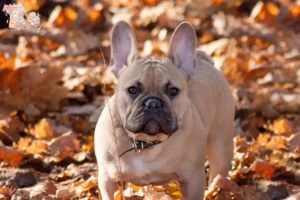 Mehr über den Artikel erfahren Französische Bulldogge Züchter und Welpen in Syddanmark