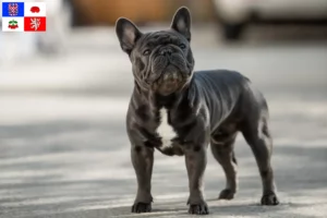 Mehr über den Artikel erfahren Französische Bulldogge Züchter und Welpen in Vysočina