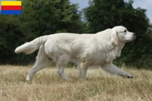 Mehr über den Artikel erfahren Golden Retriever Züchter und Welpen in Nordholland