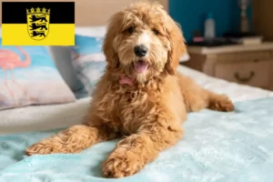 Mehr über den Artikel erfahren Goldendoodle Züchter und Welpen in Baden-Württemberg