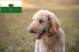 Mehr über den Artikel erfahren Goldendoodle Züchter und Welpen in Sachsen