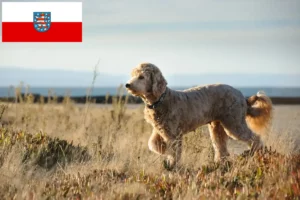 Mehr über den Artikel erfahren Goldendoodle Züchter und Welpen in Thüringen