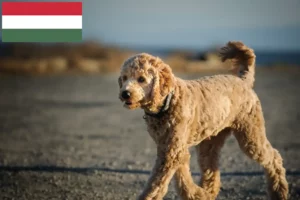 Mehr über den Artikel erfahren Goldendoodle Züchter und Welpen in Ungarn