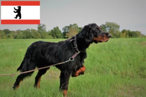 Mehr über den Artikel erfahren Gordon Setter Züchter und Welpen in Berlin