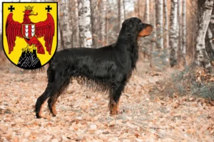 Mehr über den Artikel erfahren Gordon Setter Züchter und Welpen im Burgenland