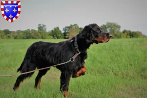 Mehr über den Artikel erfahren Gordon Setter Züchter und Welpen in Centre-Val de Loire