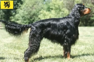 Mehr über den Artikel erfahren Gordon Setter Züchter und Welpen in Flandern