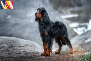 Mehr über den Artikel erfahren Gordon Setter Züchter und Welpen in Grand Est