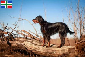 Mehr über den Artikel erfahren Gordon Setter Züchter und Welpen in Groningen