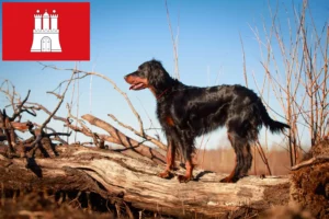 Mehr über den Artikel erfahren Gordon Setter Züchter und Welpen in Hamburg