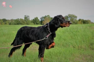 Mehr über den Artikel erfahren Gordon Setter Züchter und Welpen in Hovedstaden