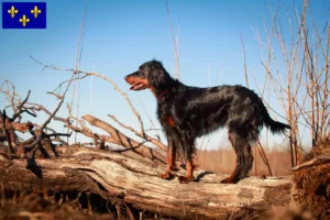 Mehr über den Artikel erfahren Gordon Setter Züchter und Welpen in Île-de-France