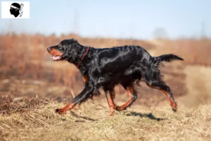 Mehr über den Artikel erfahren Gordon Setter Züchter und Welpen auf Korsika