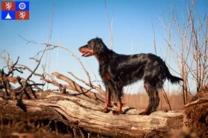 Mehr über den Artikel erfahren Gordon Setter Züchter und Welpen in Liberec