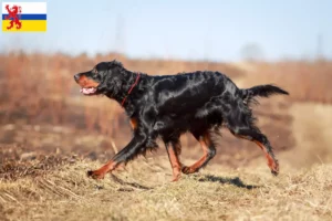 Mehr über den Artikel erfahren Gordon Setter Züchter und Welpen in Limburg