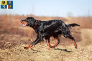 Mehr über den Artikel erfahren Gordon Setter Züchter und Welpen in Mähren-Schlesien