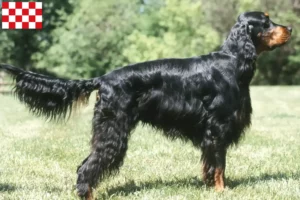 Mehr über den Artikel erfahren Gordon Setter Züchter und Welpen in Nordbrabant