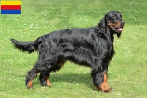 Mehr über den Artikel erfahren Gordon Setter Züchter und Welpen in Nordholland