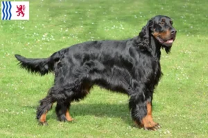 Mehr über den Artikel erfahren Gordon Setter Züchter und Welpen in Nouvelle-Aquitaine