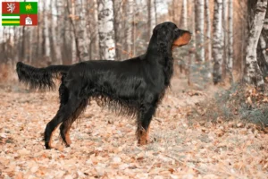 Mehr über den Artikel erfahren Gordon Setter Züchter und Welpen in Pilsen