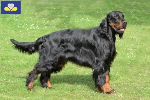 Mehr über den Artikel erfahren Gordon Setter Züchter und Welpen in Region Brüssel-Hauptstadt