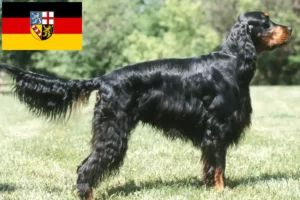 Mehr über den Artikel erfahren Gordon Setter Züchter und Welpen im Saarland