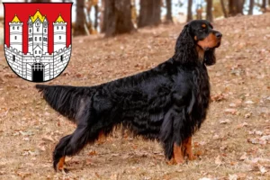 Read more about the article Gordon Setter Züchter und Welpen in Salzburg