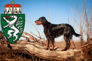 Mehr über den Artikel erfahren Gordon Setter Züchter und Welpen in der Steiermark