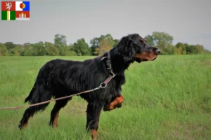 Mehr über den Artikel erfahren Gordon Setter Züchter und Welpen in Südböhmen