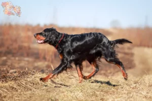 Mehr über den Artikel erfahren Gordon Setter Züchter und Welpen in Syddanmark