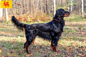 Mehr über den Artikel erfahren Gordon Setter Züchter und Welpen in Wallonische Region