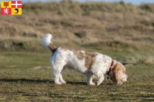 Mehr über den Artikel erfahren Grand Basset Griffon Vendéen Züchter und Welpen in Auvergne-Rhône-Alpes