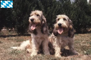 Mehr über den Artikel erfahren Grand Basset Griffon Vendéen Züchter und Welpen in Bayern