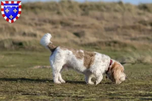 Mehr über den Artikel erfahren Grand Basset Griffon Vendéen Züchter und Welpen in Centre-Val de Loire