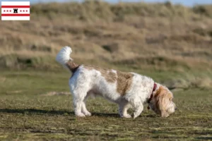 Mehr über den Artikel erfahren Grand Basset Griffon Vendéen Züchter und Welpen in Drenthe