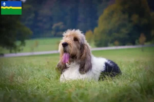 Mehr über den Artikel erfahren Grand Basset Griffon Vendéen Züchter und Welpen in Flevoland