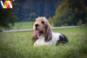 Mehr über den Artikel erfahren Grand Basset Griffon Vendéen Züchter und Welpen in Grand Est