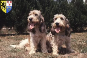 Mehr über den Artikel erfahren Grand Basset Griffon Vendéen Züchter und Welpen in Hauts-de-France